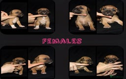 Staffordshire Bull Terrier dogs for stud: 🥨 Top Quality Red SBT Stud 🥨 - Image 12