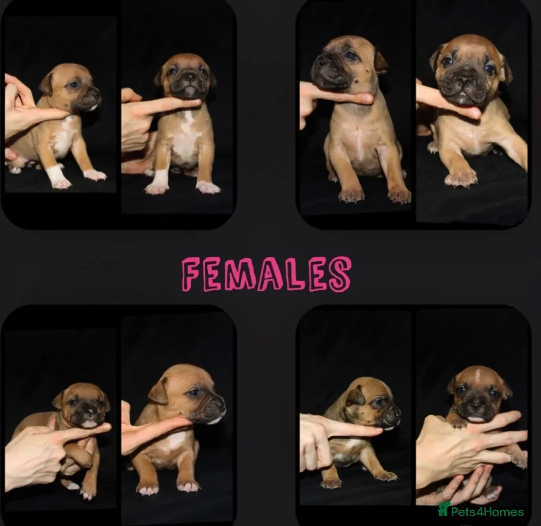 Staffordshire Bull Terrier dogs for stud: 🥨 Crufts Qualified Red SBT Stud 🥨 - Advert 19