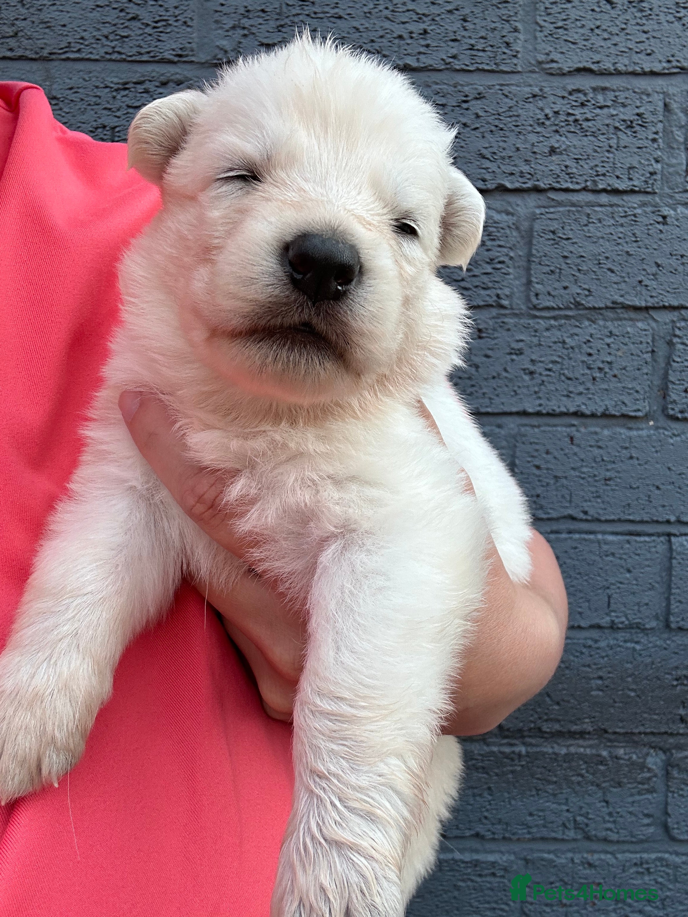 White Swiss Shepherd dogs 🏆KC White Swiss Shepherd pups Champion Bloodline - Advert 2