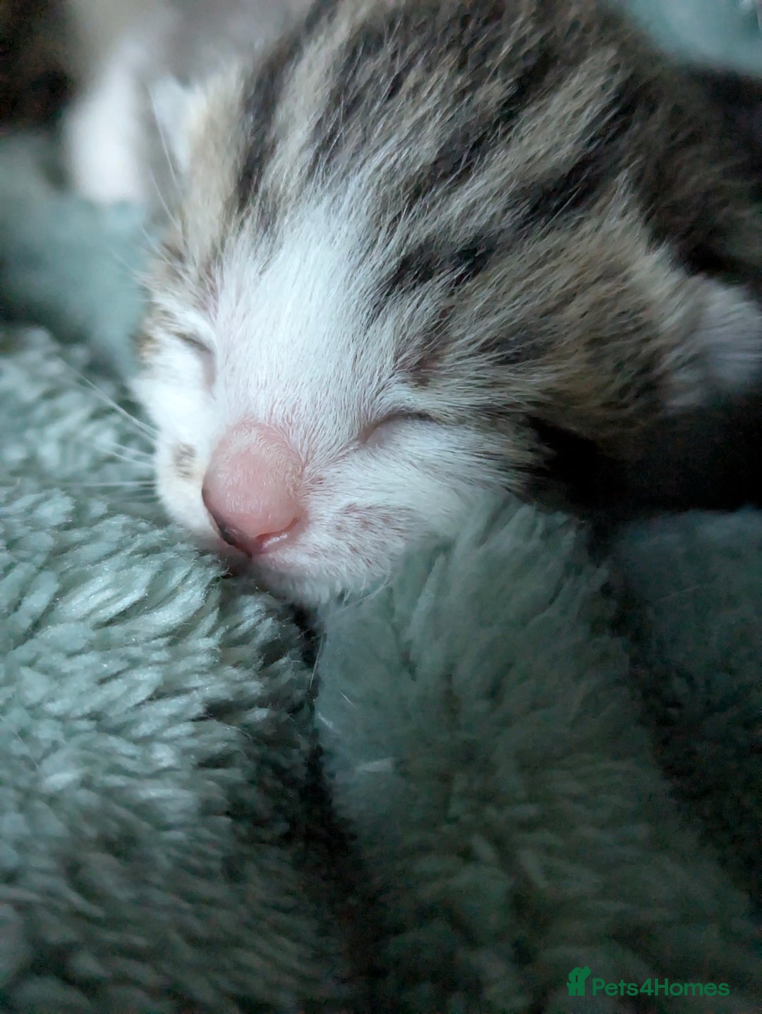 Mixed Breed cats for sale: 4 stunning kittens  - Image 18