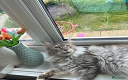 Maine Coon cats for sale: Active Maine Coon Breeding Queen - Image 7