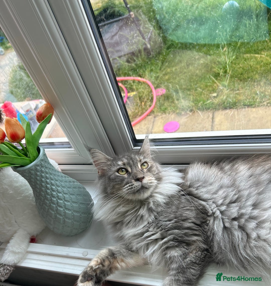 Maine Coon cats for sale: Active Maine Coon Breeding Queen - Image 7