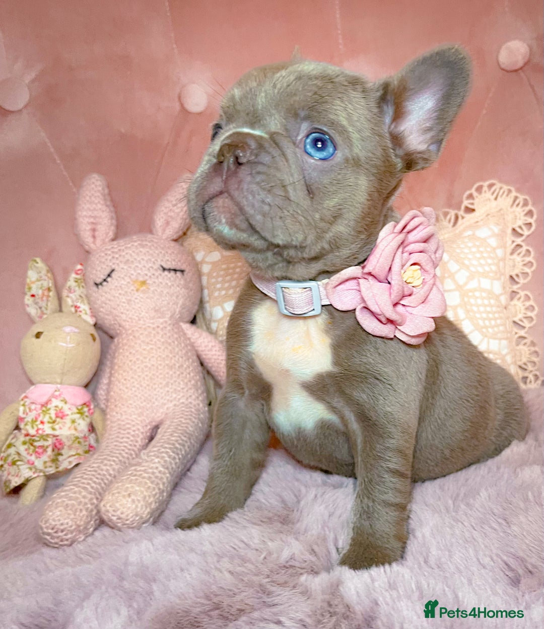 French Bulldog dogs for sale: 🌸Isabella,Rojo,Lilac,Blue,Chocolate🌸 - Advert 10