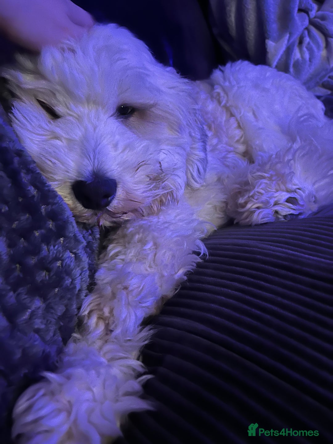 Mixed Breed dogs for sale: Henry looking for the perfect home - Advert 1