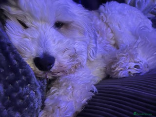 Mixed Breed dogs Henry looking for the perfect home - Advert 1