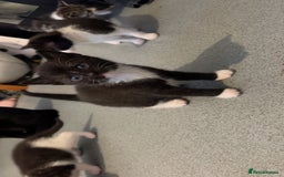 Domestic Shorthair cats for sale: 4 DSH kittens for sale - Image 3