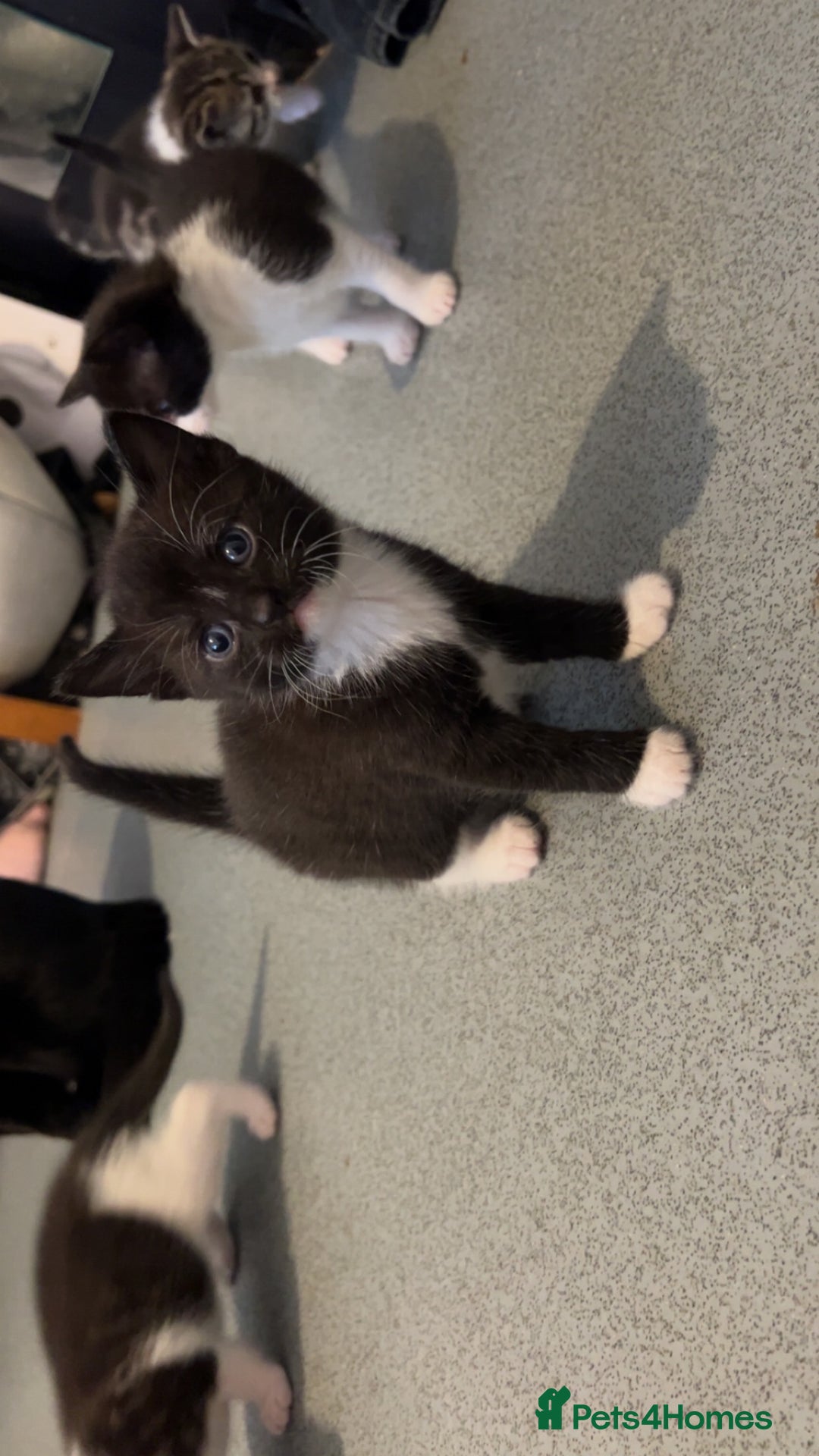 Domestic Shorthair cats for sale: 4 DSH kittens for sale - Image 3