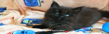 LOLA