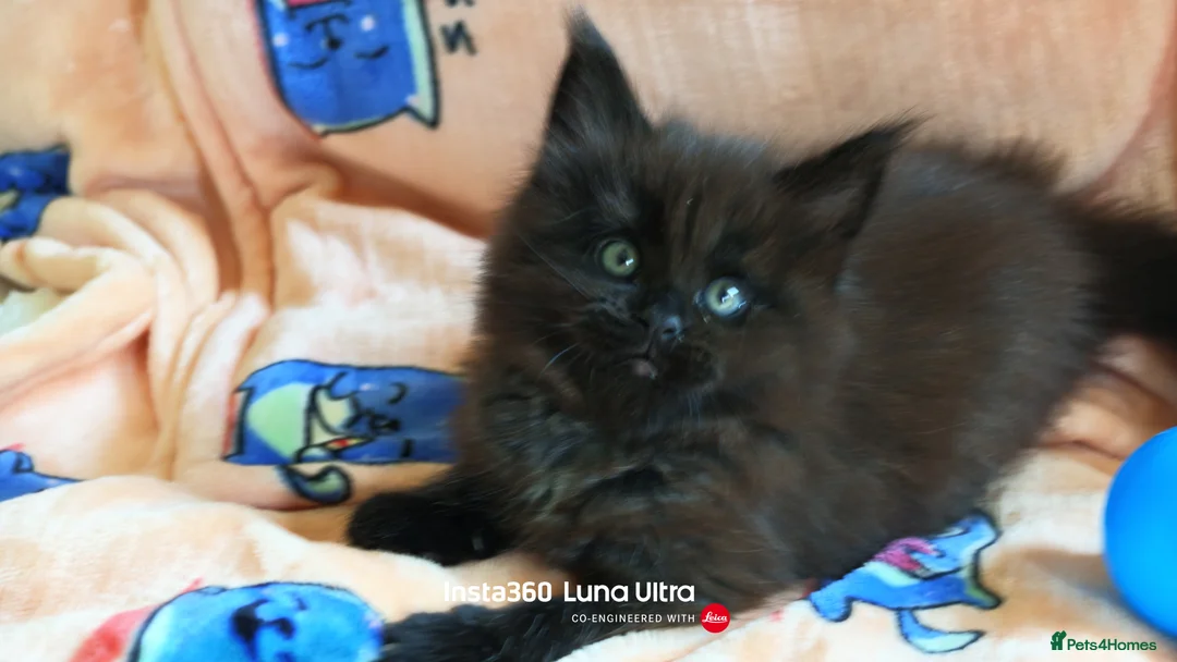 Maine Coon cats for sale: Maine coon kittens - Advert 13