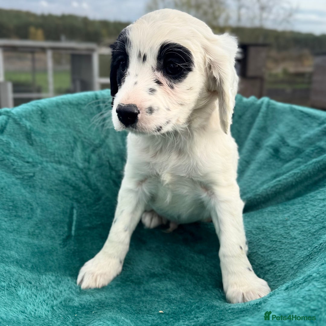 Mixed Breed dogs for sale: Cavapoo x cocker spaniels  - Image 2