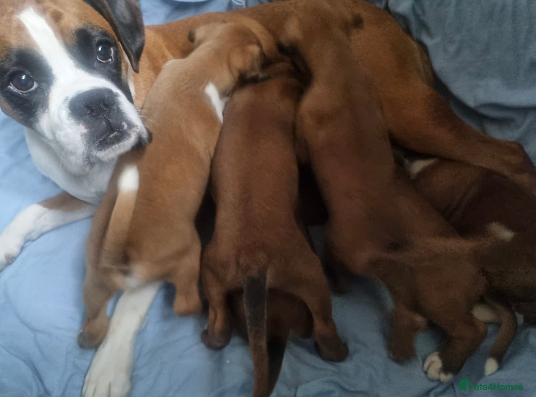 Boxer dogs for sale: Adorable Boxer Puppies - Ready Soon - Image 10