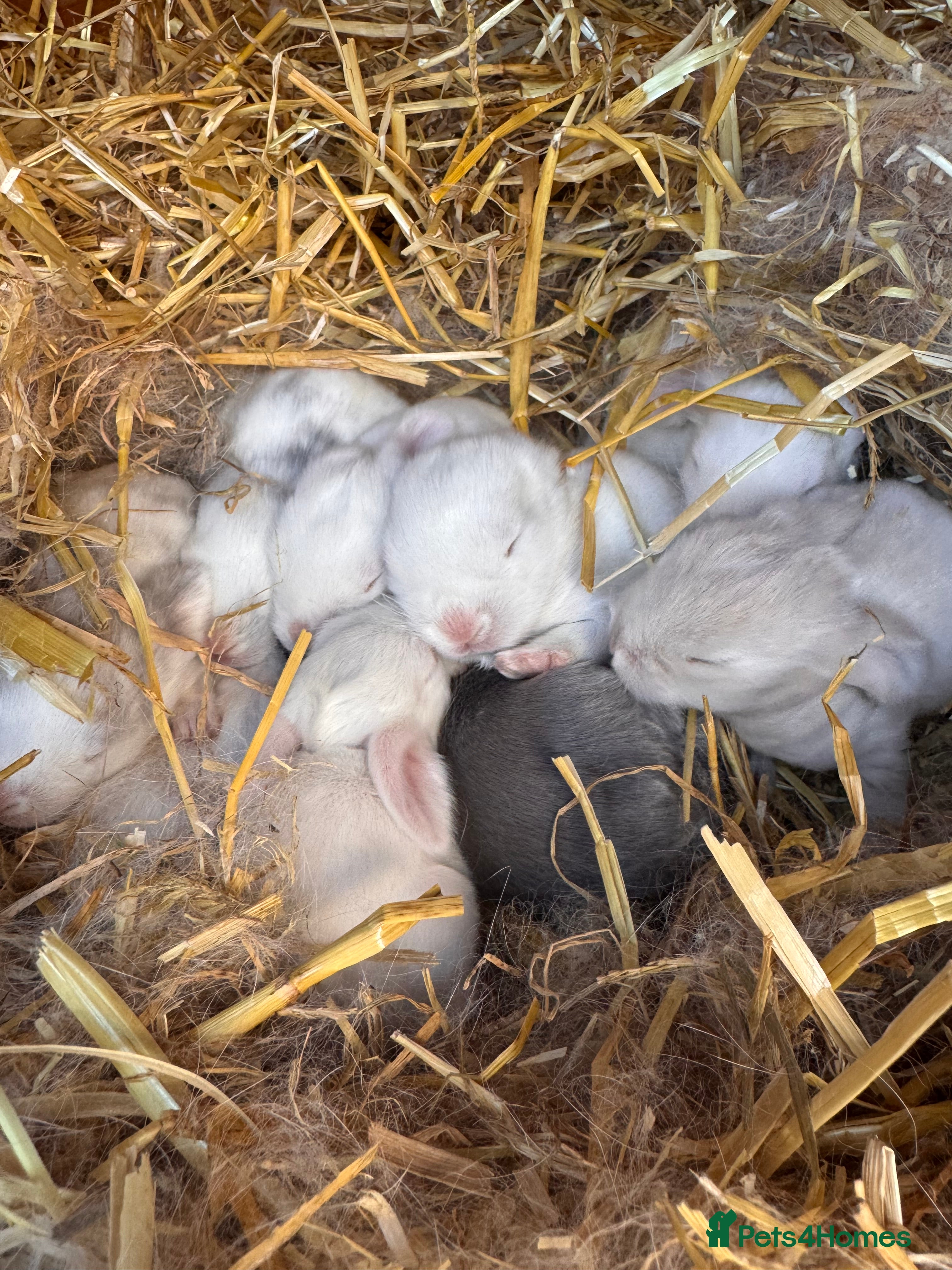 French Lop rabbits French lop - Advert 8