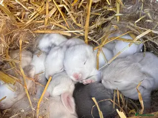 French Lop rabbits French lop - Advert 8