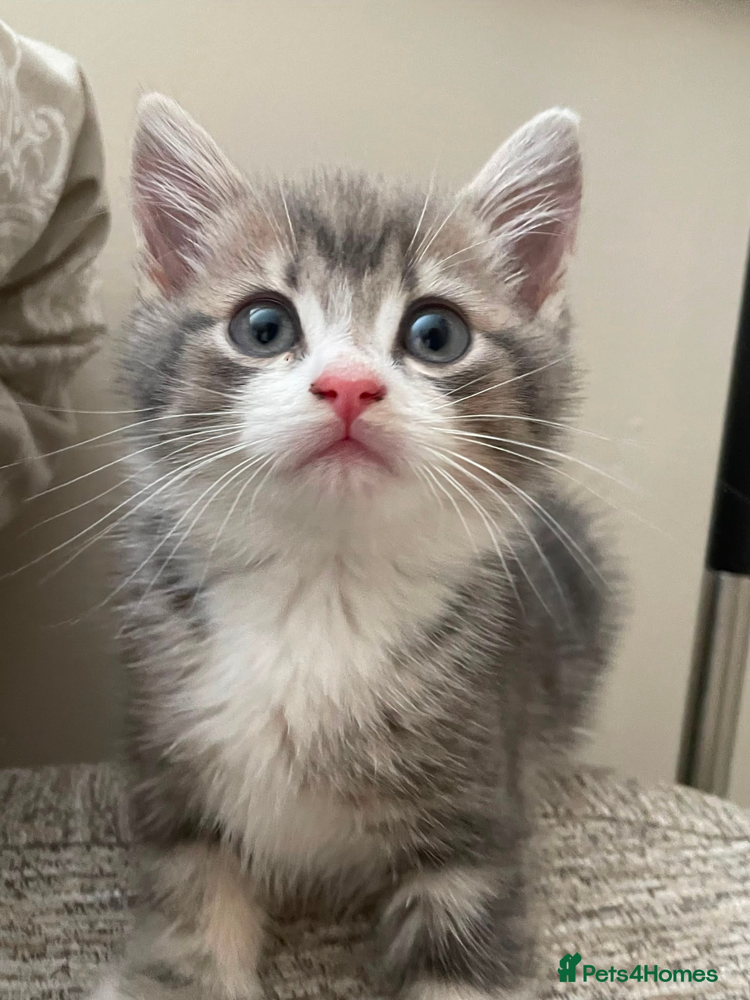 Mixed Breed cats Beautiful female tabby ready for her forever home - Advert 4