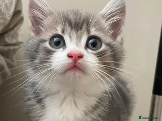Mixed Breed cats Beautiful female tabby kitten for her forever home - Advert 1