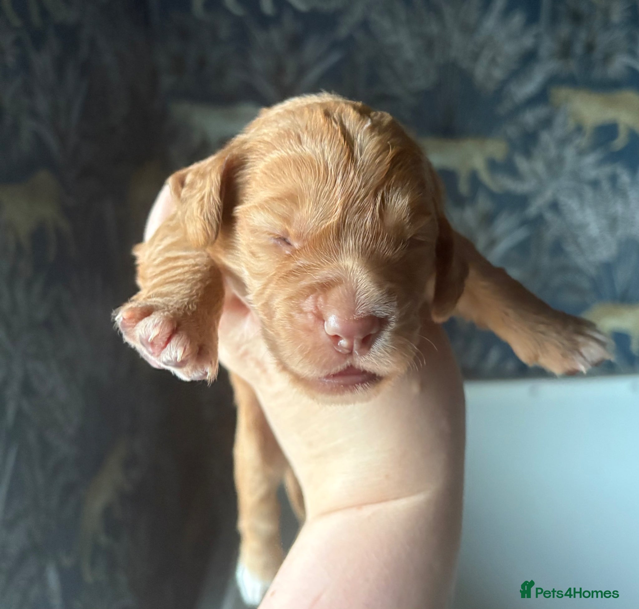 Cocker Spaniel dogs KC GOLDEN WORKING COCKERS HEALTH TESTED PARENTS !! - Advert 2