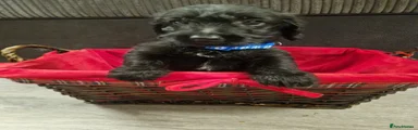 Doxiepoo 3