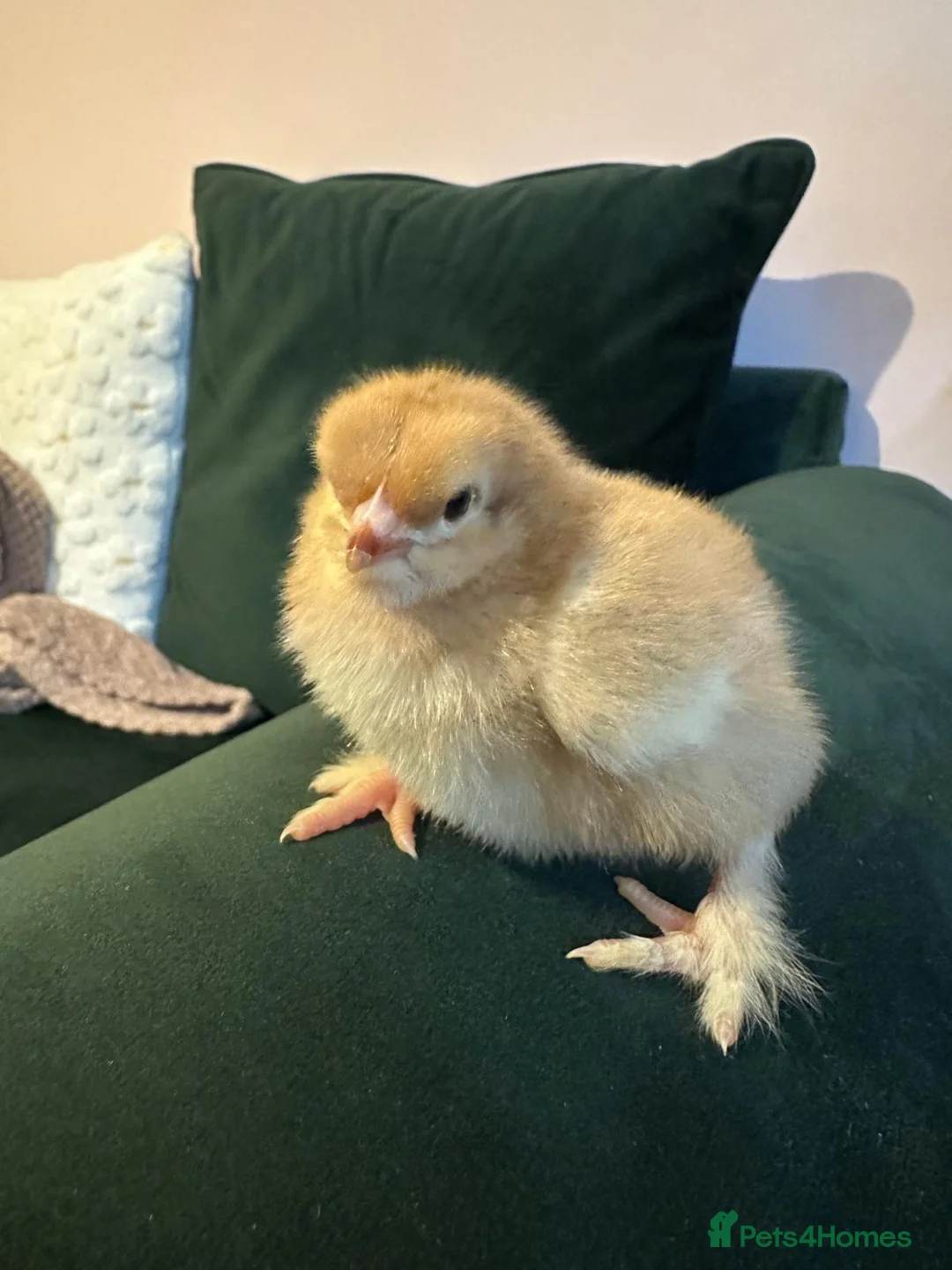 Chickens poultry for sale: Hybrid chicks for sale - Advert 1