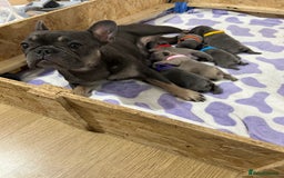 French Bulldog dogs for sale: French bulldog pups  - Image 12