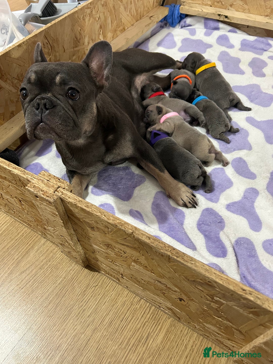 French Bulldog dogs for sale: French bulldog pups  - Image 12