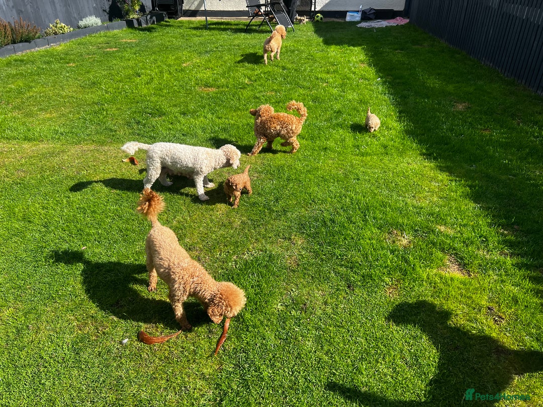 Toy Poodle dogs for sale: Gorgeous kc registered toy poodle pups  - Image 34