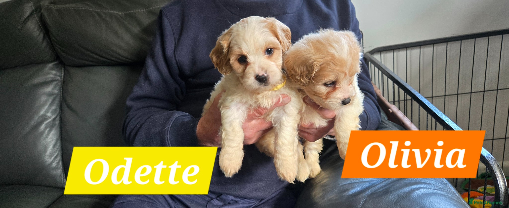 Cavachon dogs Gorgeous Cavachon puppies - Advert 1