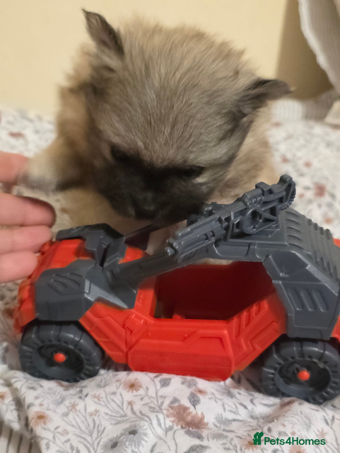 Pomeranian dogs for sale: Hello - Advert 19