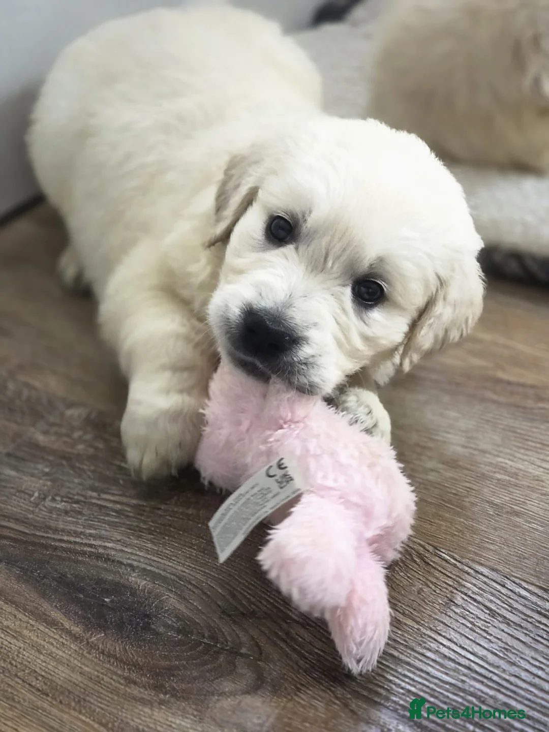 Golden Retriever dogs for sale: KC Pedigree DNA Clear Golden Retriever Puppies  - Advert 16