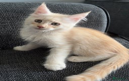 Maine Coon cats for sale: Maine coon and maine coon cross kittens ready.  - Image 2