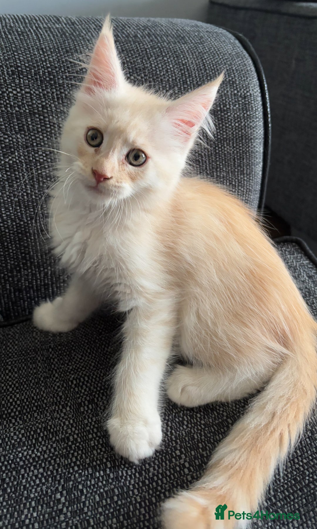 Maine Coon cats for sale: Maine coon and maine coon cross kittens ready.  - Image 2