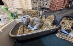 Mini Lop rabbits for sale: Adorable Mini-Lop-Cross - Image 5