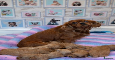 Cavapoo dogs - Advert 11