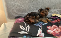Yorkshire Terrier dogs for sale: Puppies for sale - Image 2