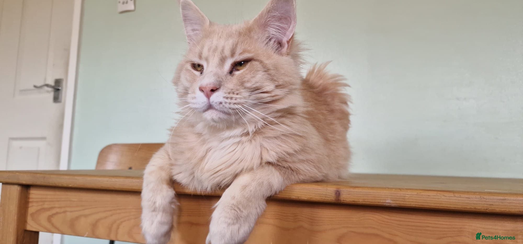 Maine Coon cats Male  - Advert 1