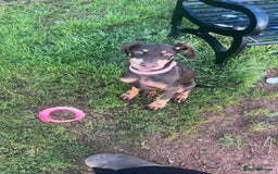Dobermann dogs for sale: Doberman for sale  - Image 1