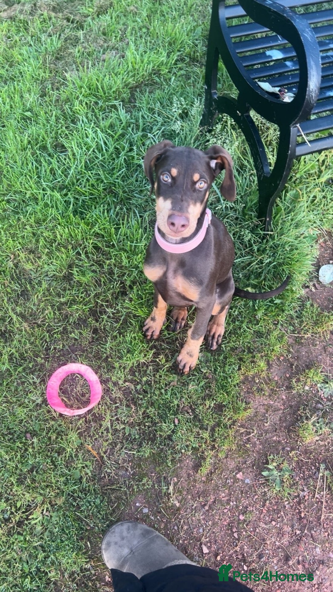 Dobermann dogs for sale: Doberman for sale  - Image 1