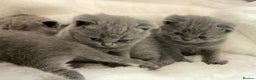 British Shorthair cats for sale: British shorthair kittens  - Advert 4