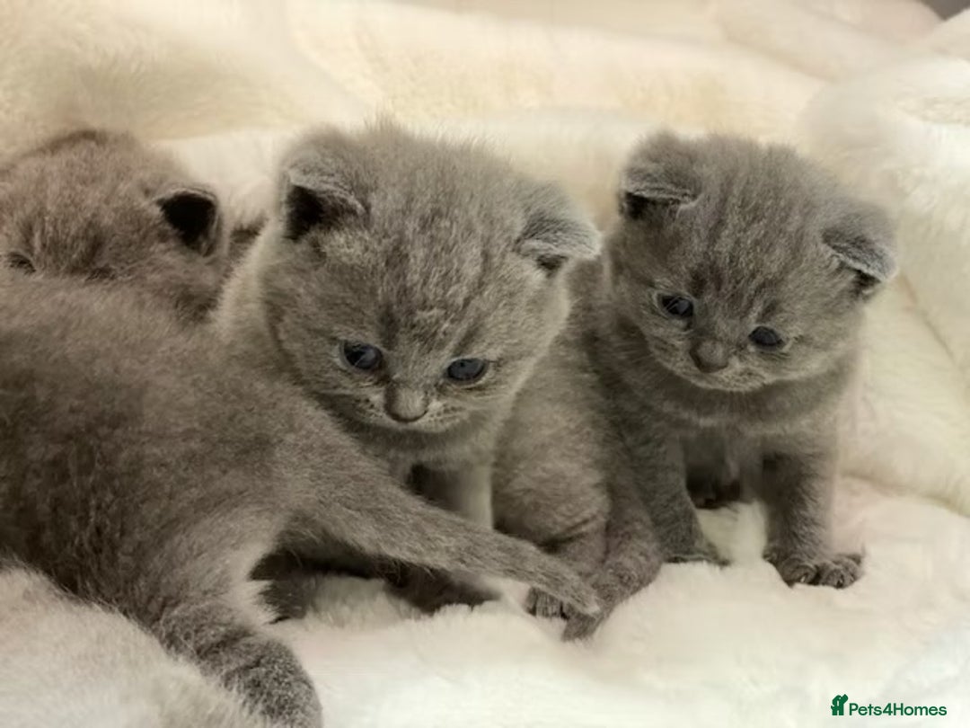 British Shorthair cats for sale: British shorthair kittens  - Advert 4