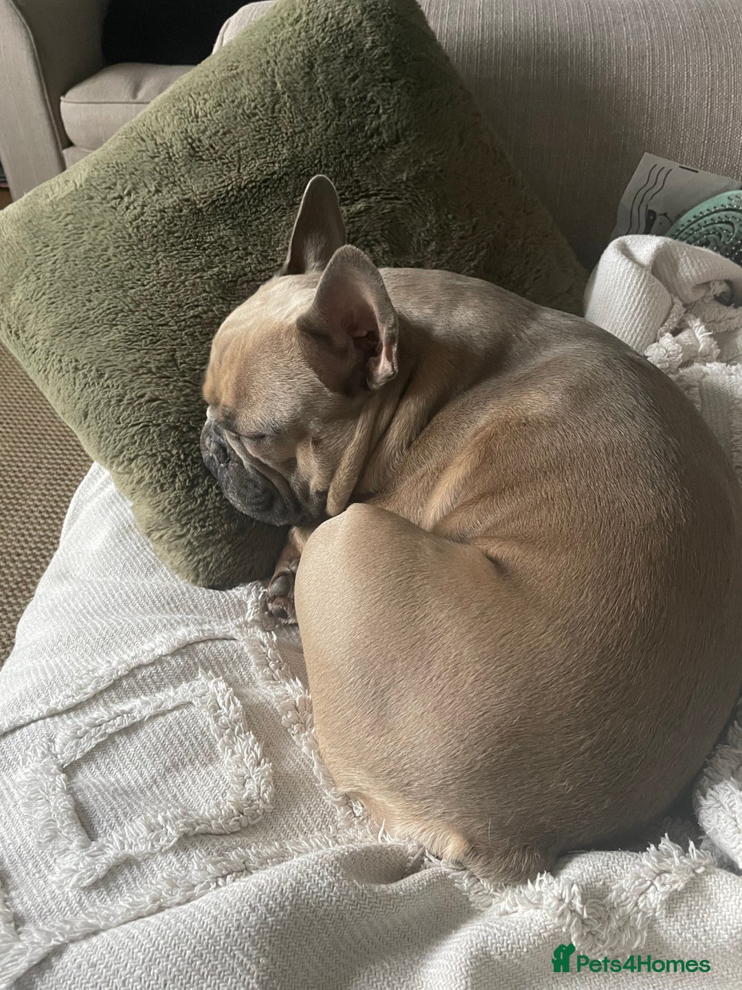French Bulldog dogs for sale: 3 years old male frenchie  - Image 2