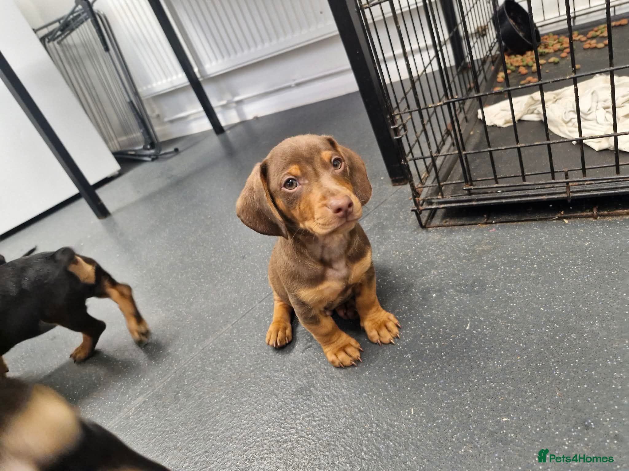 Mixed Breed dogs LAST  BOY £450 white collar.  - Advert 11