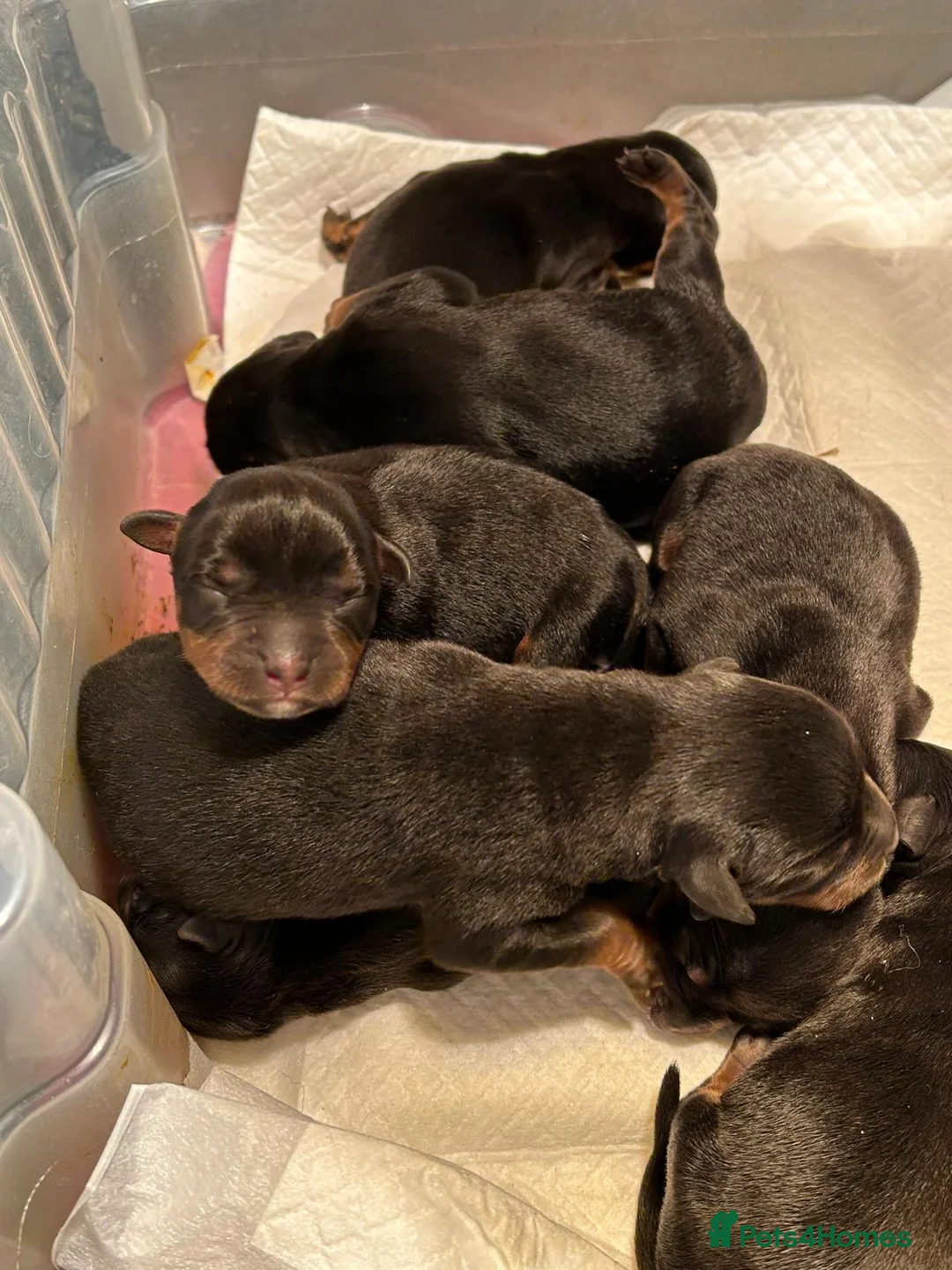 Rottweiler dogs for sale: Rottwiler puppies - Advert 2