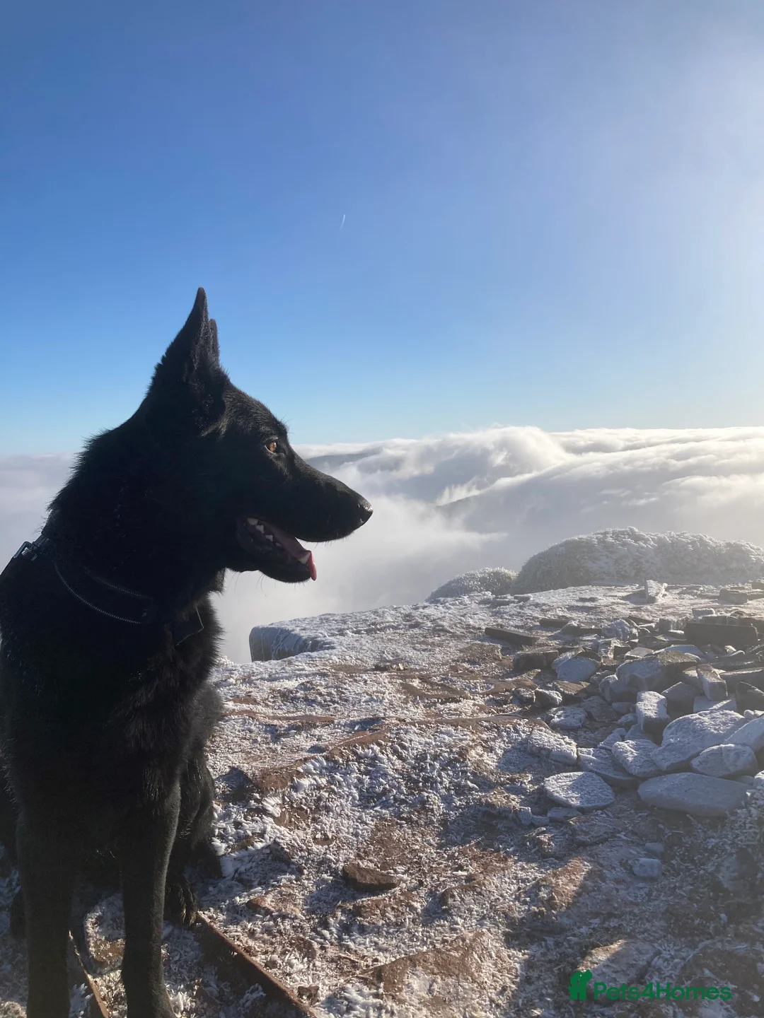 German Shepherd dogs for stud: Stunning black GSD - exceptional health and temper - Advert 13