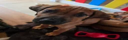 Rhodesian Ridgeback dogs for sale: KC Registered Rhodesian Ridgeback Puppies - Advert 23