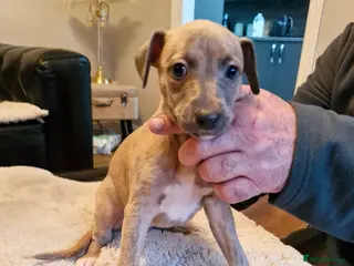 Whippet dogs KC Reg Whippet Puppies for sale - Advert 13