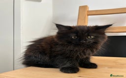 Mixed Breed cats for sale: Adorable Black Kitten – Ready for a New Home - Image 2