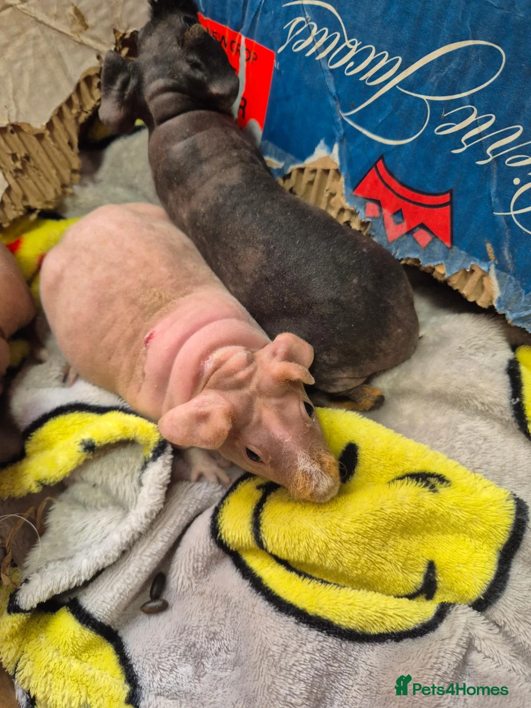 Guinea Pig rodents for sale: Baby Female Skinny Pigs For Sale  - Advert 2