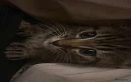 Bengal cats for sale: Bengal - Image 3