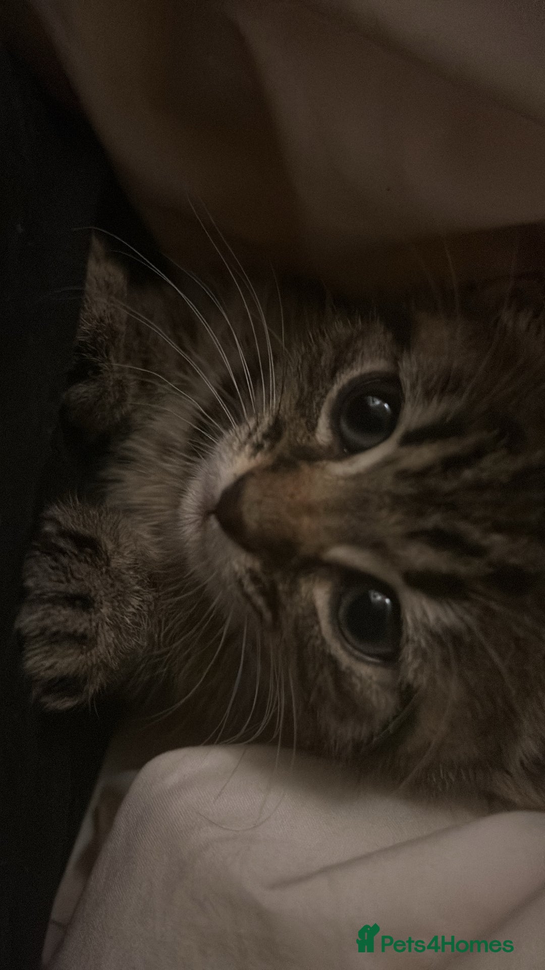 Bengal cats for sale: Bengal - Image 3