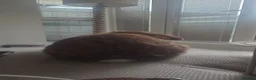 French Lop rabbits for sale: Mini French Lop in Plymouth - Advert 3