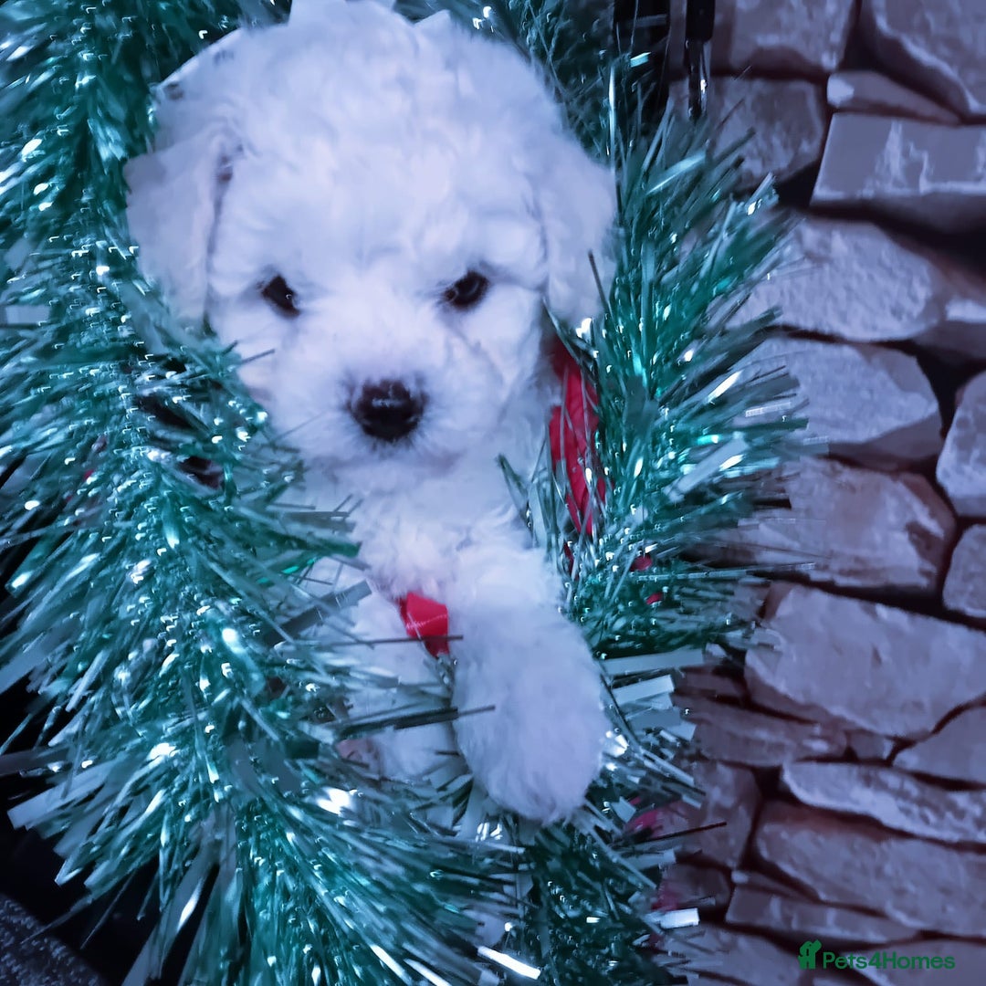 Bichon Frise dogs for sale: Bichon Frise 4 boys ( only 1 boy left ) - Advert 13